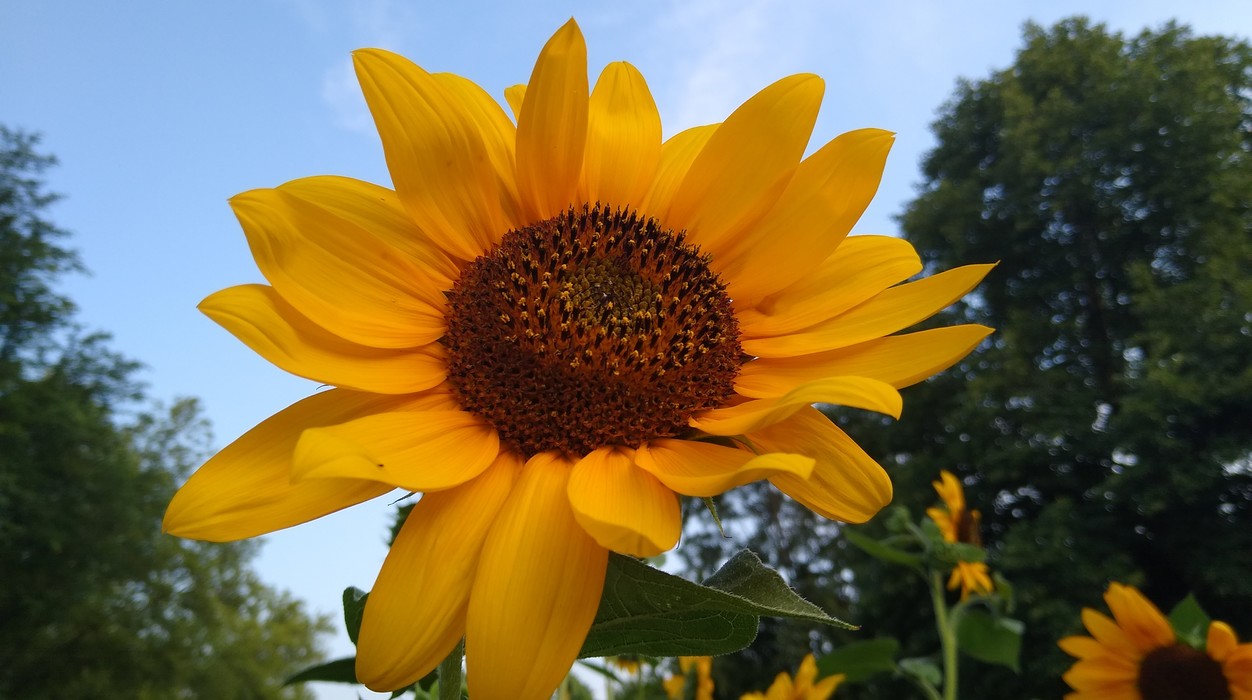 Sunflower