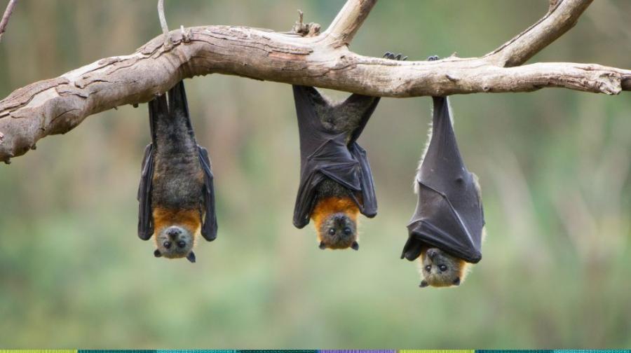 bats hanging from branch