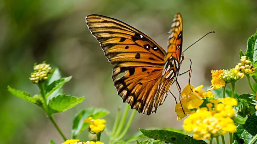 butterfly on flower