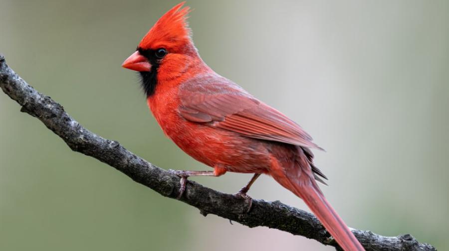 cardinal on a branch