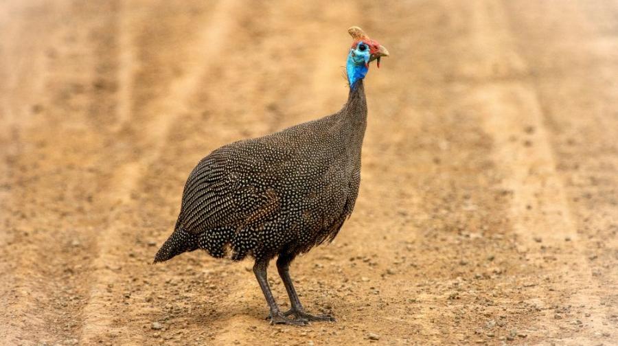 guinea fowl in field