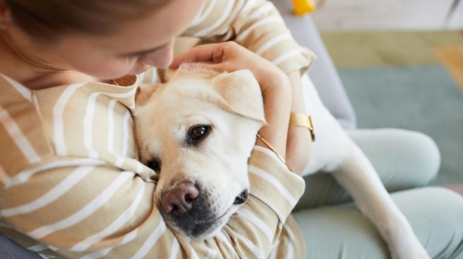 person holding dog