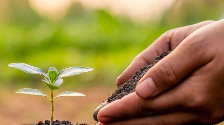 seedling and hand