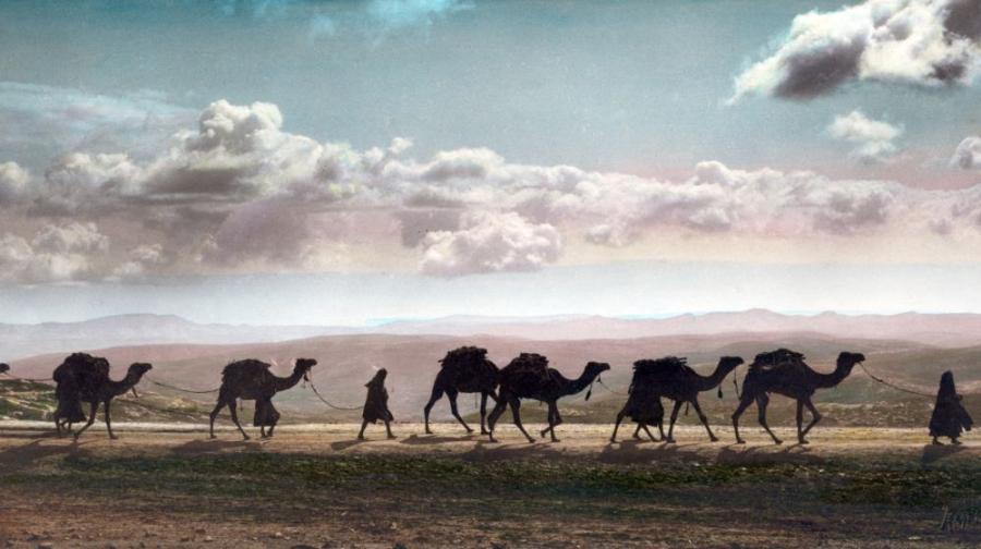 camels in the distance